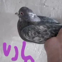 کبوتر|پرنده|مشکیندشت, |دیوار