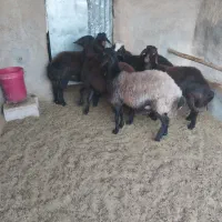 بره ماده داشتی جوون پا قوچی|حیوانات مزرعه|مهریز, |دیوار