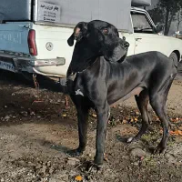 گریت دین اماده به جفت