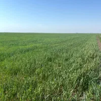 اجاره 3 هکتار زمین کشاورزی