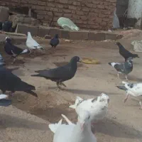 ۱۶ تا کبوتر پرشی نر قلدور|پرنده|اسفراین, |دیوار
