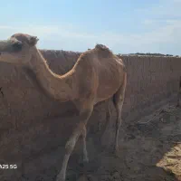 شتر