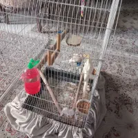 یک جفت عروس هلندی با قفس