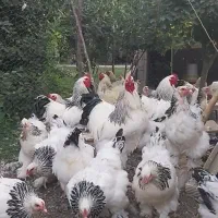 تخم مرغ نطفه دار برهما مرغ و خروس