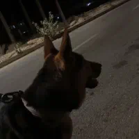 ژرمن ورک لاین گمشده|حیوانات|بندر کنگان, |دیوار