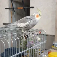 عروس هلندی|پرنده|ری, دولت‌آباد|دیوار