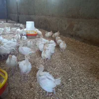 فروش بوقلمون بیوتی گوشتی باوزن ۱۲کیلو