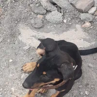 فروشی|سگ|بم, |دیوار