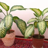 دیفن باخیا بزرگ و پاجوش