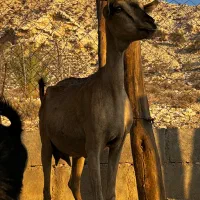 بز آهویی|حیوانات مزرعه|بندر کنگان, |دیوار