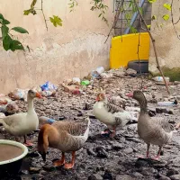 غاز|حیوانات مزرعه|رشت, جانبازان|دیوار