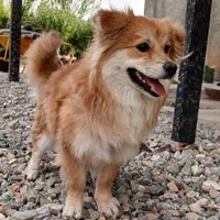 سگ پامیر روباهی|سگ|سنندج, |دیوار