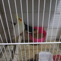 فروش تعدادی عروس هلندی