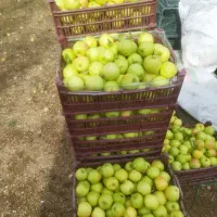 سیب زرد و قرمز