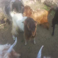 کهره نر و بره کوهه|حیوانات مزرعه|استهبان, |دیوار