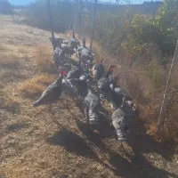 ۱۵ عدد بوقلمون محلی