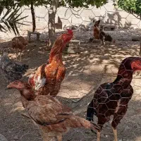 مرغ و خروس لاری