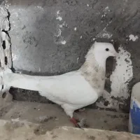 طوقی هفت رنگ|حیوانات|مشهد, شاهد (شهرک غرب)|دیوار