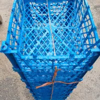 سبد ۴ کیلویی کیوی