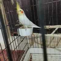 طوطی