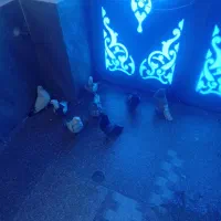 2000|حیوانات مزرعه|دهگلان, |دیوار