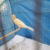 قناری نر|پرنده|رشت, حمیدیان|دیوار