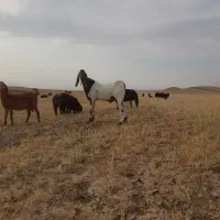 بز نر یک ساله(تکه)