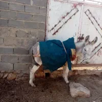 فروش الاغ گوسفندی سن تقریبعلا 6 سال|حیوانات مزرعه|شیروان (خراسان), |دیوار