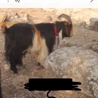 بعده برای فروش به قیمت مناسب