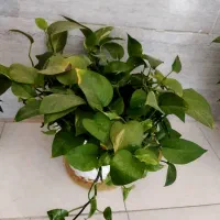 گل و گلدان|گل و گیاه طبیعی|فسا, |دیوار