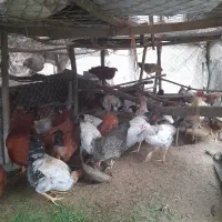 سلام تمام حیوانات با قیمت مناسب به فروش میرسد|حیوانات مزرعه|شلمان, |دیوار