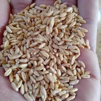 گندم دیم|عمدهفروشی|کنگاور, |دیوار