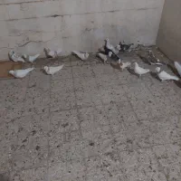 کفتر پلاکی وطوقی|پرنده|شیراز, کوزه گری|دیوار