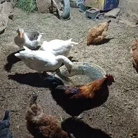 سه عددغازیکی نردوتاماده ویک عددخروس