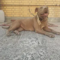 پیتبول|سگ|رامهرمز, |دیوار