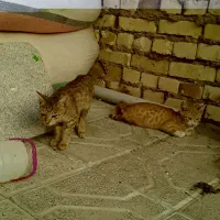 گربه