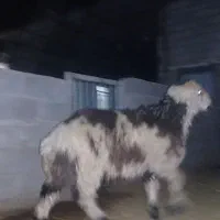 بره قوچ پلنگی