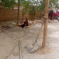 یک عدد خروس لاری