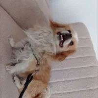 پاکوتا|سگ|بستان آباد, |دیوار