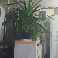 انواع گل‌‌.  فوری