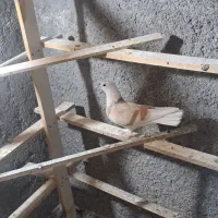 ماده هم خوشکل هم پرشی