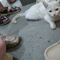 گربه پیدا شده