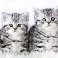 شهر گربه بریتیش سیلور|گربه|تهران, شهرک غرب|دیوار