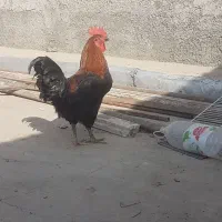خروس جوان