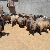 میش بره دار