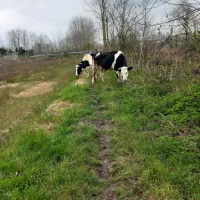 ۱ عدد گاو نر سنگین ا عدد گاو شیری سیمنتال با گوسا