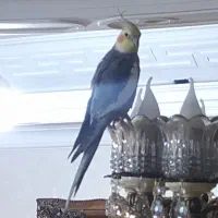 عروس هلندی گمشده