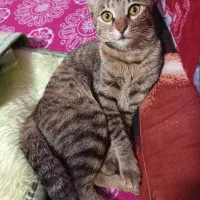 واگذاری گربه سالم وحرف گوش کن