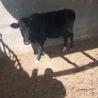 گاوگوساله تلیسه