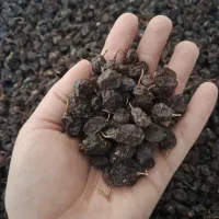 مویز تازه